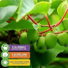 Image result for Actinidia