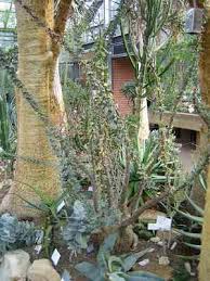 Image result for Sesamothamnus lugardii