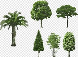 Tree top view png for photoshop. Tree Tree Top View Branch Root Grass Png Pngwing