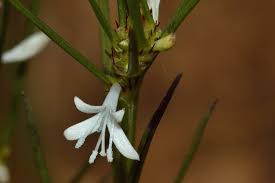 Image result for Spermacoce subvulgata