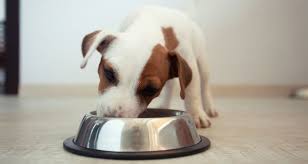 Como Funciona El Sistema Digestivo De Un Perro Wakyma