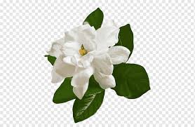 Das schiff wurde unter der baunummer 1137 auf der werft hyundai heavy industries gebaut. White Jasmine Jasmine White Jasmine Flowers Png Pngwing