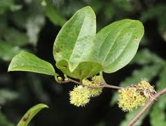 Image result for Orthochilus euanthus
