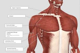 Atlas of the anatomy of the joint of the shoulder on a ct arthrogram in axial, coronal, and sagittal sections, on a 3d images and on conventional athrogram. Shoulder Anatomy Muscle Anatomy Drawing Diagram