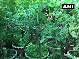 Bhawartal garden von bhawartal garden. Mp Jabalpur Man Creates Mini Forest On Terrace With Over 2 500 Bonsais