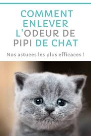 Epingle Sur Conseils Et Astuces Chats
