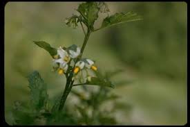 Image result for Solanum americanum