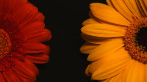 Flowers Daisies Petals