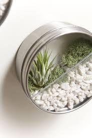 Watch below to learn how to make your own terrarium! Diy Wall Garden Favors Ruffled