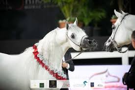 صور مقتطفة من اليوم الختامي من بطولة الشراع الدولية ٢٠٢٠ لجمال الخيل العربية arabian horse horses animals