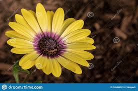 Osteospermum Blue Eyed Beauty Blooms In A Flowerbed Stock Image Image Of Nature Bright 149464201