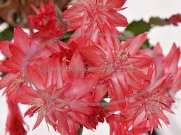 Description light/soil/water hardiness christmas cactus is known as thanksgiving cactus or easter cactus. Whitton Greenhouses Christmas And Easter Cactus Plants