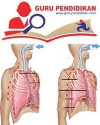 Pernafasan dada adalah pernapasan yang melibatkan otot antar tulang rusuk. Pernapasan Dada Dan Perut Pengertian Mekanisme Dan Volumenya