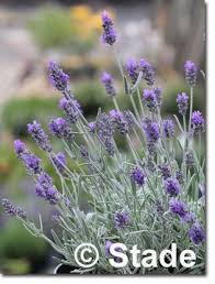 Lavandula Angustifolia Richard Grey Garten Lavendel Hier Bestellen Garten Lavendel Stauden Lavendel