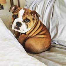 what do you mean bulldog has to get out of bed today cute animal dog english bulldog puppies cute fluffy puppies bulldog