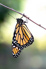 Monarch butterfly coloring page tim s printables. Monarch Butterfly Life Cycle Fireflies And Mud Pies