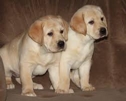 Here you can browse through the photos of pets that are available for adoption. Gorgeous Labrador Retriever Puppy Witbank Labrador Retriever Puppies Dog Breeders Gallery 77084