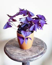 The Sources Of Where To Buy Plants Online With Links To Europe Uk Australia Usa And Canada Unusual Plants Rare Plants Unique Plants
