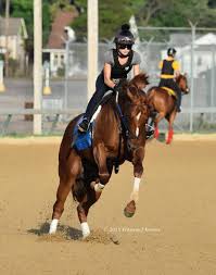Frances J Karon On Twitter Funny Horses Thoroughbred Horse Racing Horse Racing
