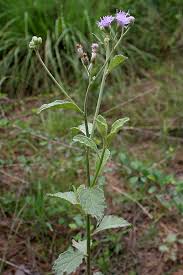 Image result for vernonia cinerea