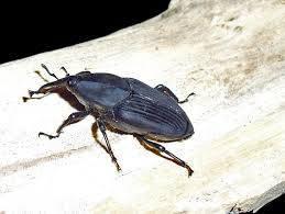 Weevils are minor and sporadic pests of tree fruits in washington, although they can be locally abundant and damaging. Rhynchophorus Palmarum Wikipedia