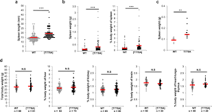 Pkn1 Kinase Negative Knock In Mice Develop Splenomegaly And