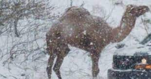 Occurred on february 2, 2019 / volgograd, russia info from licensor: A Camel Showed Up In Pennsylvania S Snowstorm Phillyvoice