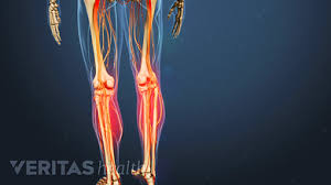 This will make sure that your groin area remains dry and moisture free. Why Do My Legs Suddenly Give Out
