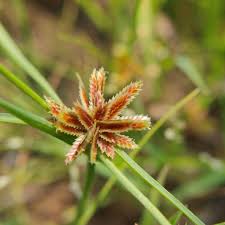 Image result for Cyperus cuspidatus