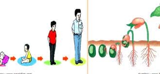 Maybe you would like to learn more about one of these? Pekembangbiakan Makhluk Hidup Manusia Hewan Tumbuhan