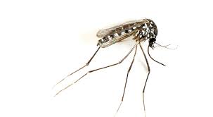 West nile virus is an infection transmitted by mosquitoes, although in very small cases it has been spread through blood transfusions, organ transplants, breastfeeding and during pregnancy from. West Nile Virus Found In Mosquitoes In Louisville Area Norton Healthcare Louisville Ky