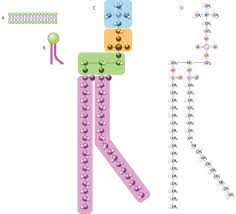 Cell membrane, thin membrane that surrounds every living cell. Cell Membranes Learn Science At Scitable