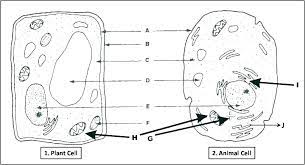 We did not find results for: Label Plant Animal Cells Diagram Quizlet