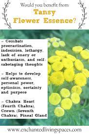 Tansy Taking Action Removes Lethargy Procrastination Lack Of Energy Flower Essence Enchanted Living Spaces Bianca Mastrototaro Flower Essences Lack Of Energy Bach Flower Remedies