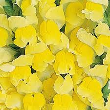 Image result for Snapdragon Yellow 1979 MG