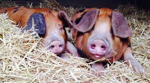 We are a mobile petting zoo and barn tour facility, serving delaware, pennsylvania and maryland. City Farms In London For Family Friendly Animal Encounters The London Resident