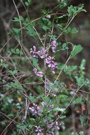 Image result for Indigofera kuntzei