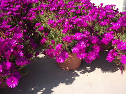 Buz Cicegi Lampranthus Ice Plant Buz