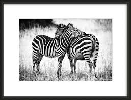 Black And White Animal Prints Framed Pin On Black White And Infrared Photography