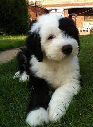 Old English Sheepdogs Sheep Dog Puppy English Sheepdog Puppy Old English Sheepdog Puppy