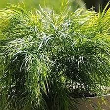 Our new garden (planted near san jose, ca) in december includes 12 acacia cognata (cousin itt), a beautiful plant. Acacia Cognata Cousin Itt Accog01 Pp25 133 At San Marcos Growers