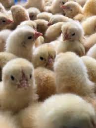 Because the cornish crosses grow so rapidly, special care must be my son is raising 10 cornish rock for a 4h market project. Cornish Cross Broiler The Chick Hatchery