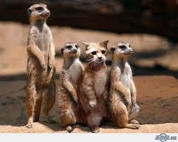 Cat Imposter Cute Animals Funny Cats Funny Animals