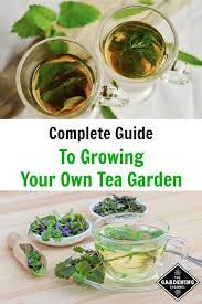 You Can Grow Your Own Tea Garden Learn How To Grow Care For And Harvest It Tea Garden How To Make Tea Homemade Tea
