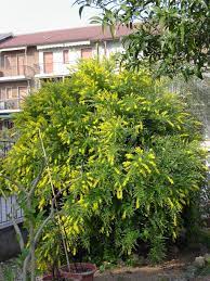 Pin By Carol Dalamangas On Flower Power Sweet Broom Garden Spaces Broom Plant