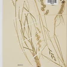 Image result for Eragrostis echinochloidea