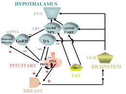 George paxinos the spinal vestibular nucleus (spve) overlaps the rostral pole of the external cuneate and subsequently replaces it. Functional Anatomy Of The Hypothalamus And Pituitary Endotext Ncbi Bookshelf