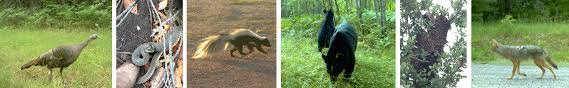 With customized services created by highly trained pest management technicians, you can expect the best pest protection. Bauer Wildlife Trapping Pest Control Wi Fox Valley Web Design