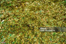 Image result for Terminalia neotaliala