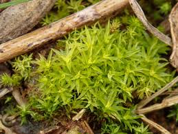 Image result for Bewsia